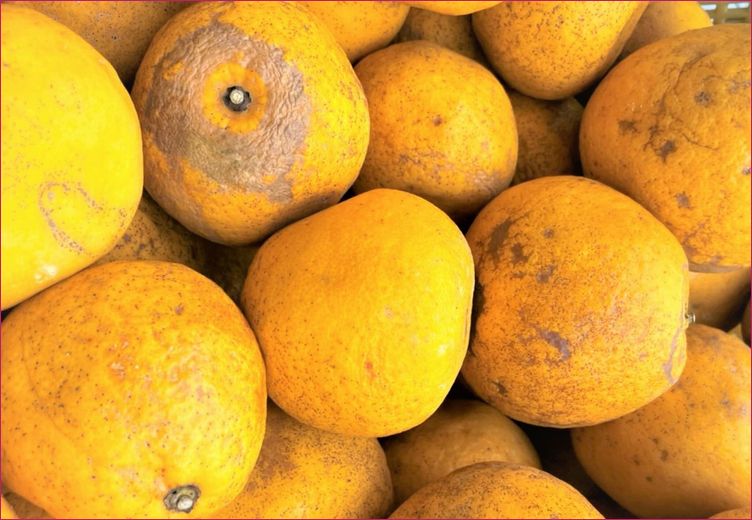 河内晩柑　特に訳あり